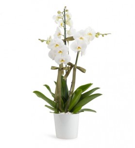 Orkide 3 Dal